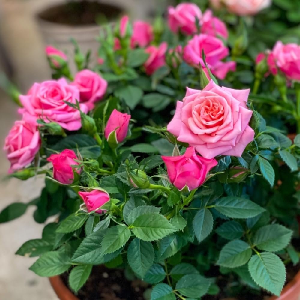 Mini Rosas