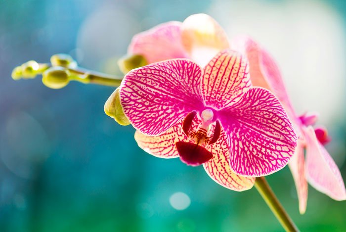 Orquideas