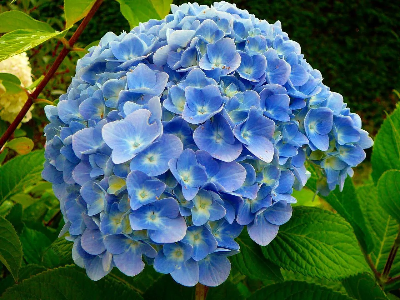 Hortensias