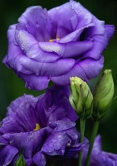 Lisianthus
