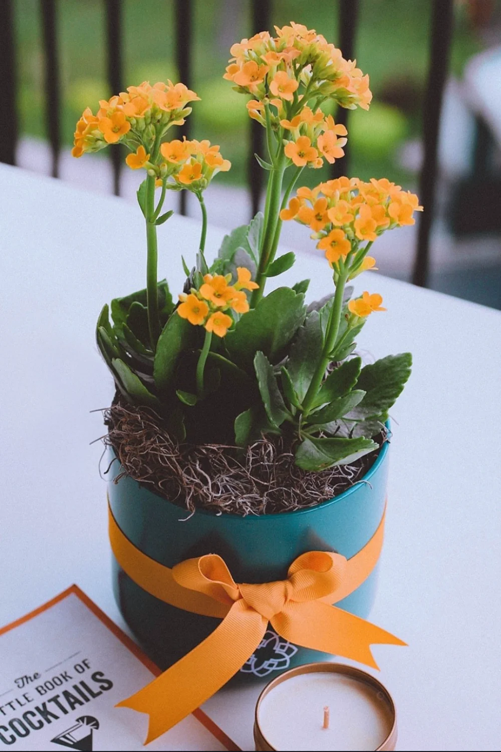 Plantas